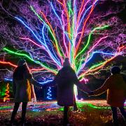 A Neon Tree on a previous illuminated Christmas trail.