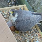 Female Peregrine on nest with chick and egg