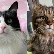 The RSPCA has launched an appeal for the rehoming and fostering of older cats, to prevent them from dying in catteries.