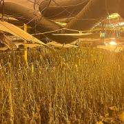 A crop of cannabis worth at least £1.3 million has been uncovered at a former snooker club in Hemel Hempstead
