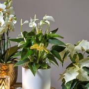 There's more to festive houseplants than just poinsettias...