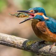 A kingfisher with its dinner!