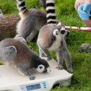 The annual weigh-in at Whipsnade Zoo.