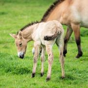 Sooton, a rare and endangered przewalski foal, has been born at Whipsnade Zoo.
