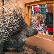 Young visitors to Paradise Wildlife Park look at one of the zoo's new porcupines.