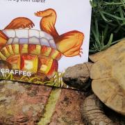 Albert the tortoise with the book he inspired, Albert Upside Down