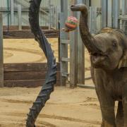 Four-year-old Elizabeth is the youngest of ZSL Whipsnade Zoo's herd of endangered Asian elephants