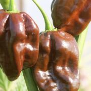 Chilli 'Chocolate Habanero'. Picture: Suttons/PA