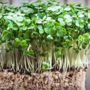 An easy win: you will see your efforts pay off quickly with cress. Picture: iStock/PA