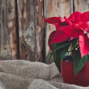 The poinsettia is the ultimate Xmas plant. Picture: Getty Images/iStockphoto