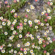 Erigeron karvinskianus (Mexican fleabane) thrives in a hot, dry summer. Picture: iStock/PA