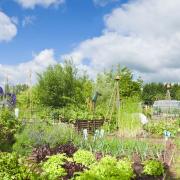 National Allotments Week is fast approaching. Picture: iStock/PA