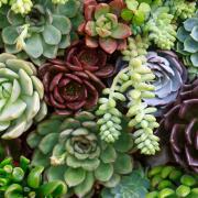 Contrary to myth, drought-tolerant plants such as succulents do still need watering. Picture: iStock/PA