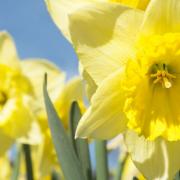Debbie's loving seeing the daffodils in full bloom. Picture: Getty