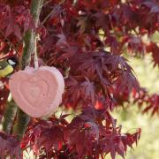 This pink suet heart for birds costs £4.99, birdfood.co.uk. Picture: CJ Wildlife/PA