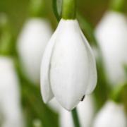 The white stuff: snowdrop season has arrived. Picture: Getty