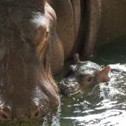 Baby hippo Hodor at ZSL Whipsnade Zoo - picture by Richard Hutchinson.