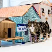 Cat-titude: Evie examines the houses on offer from the Blue Cross Estate Agent for Cats in Old Street