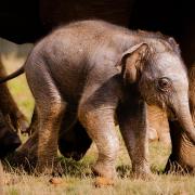 The Asian elephant calf at ZSL Whipsnade Zoo.