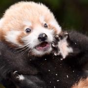 Paradise Wildlife Park\'s red panda cub \'Little Red\'.