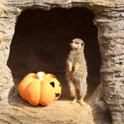 A meerkat with a pumpkin at ZSL Whipsnade Zoo  ahead of Boo at the Zoo.