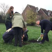 The tree being planted at High Beeches Primary School, Harpenden, by Deputy Lord Lieutenant of Hertfordshire David Williams.