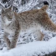 A Eurasian lynx was among the animals pictured at Whipsnade Zoo.