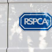 The RSPCA want to know what happened to the German Shepherd puppy.
