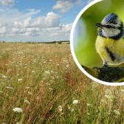 According to Vine House Farm, listening to birdsongs can have a positive impact on wellbeing.