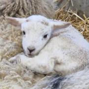 Some of the lambs present were born just three weeks ago.