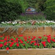 Flowers planted along the Nickey Line as part of Redbourn in Bloom