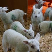 Sheep and their lambs, horses, farm equipment and CBeebies' 'Bluey' were all on show.