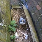 The chicks hatched high up on St Albans Cathedral on Thursday.