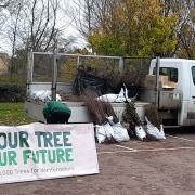 Trees being given away in December 2022.
