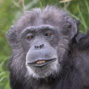 Koko the Chimpanzee celebrates her 50th birthday at Whipsnade Zoo.