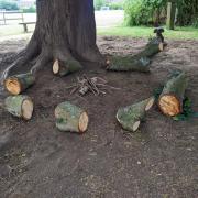 The felled tree has been given a new purpose