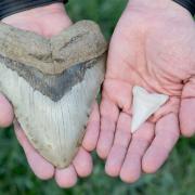A young boy from Hemel Hempstead found a megalodon shark tooth at Walton-on-the-Naze
