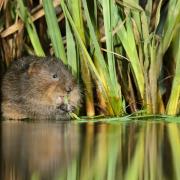 Water voles were reintroduced into the River Ver in 2021.