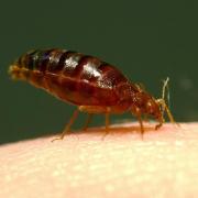 Bedbug infestations have been reported in Stevenage, Hatfield and Radlett.