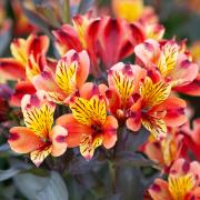 Hardy Alstroemeria ‘Indian Summer’  flowers from early summer into autumn