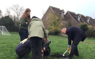 The tree being planted at High Beeches Primary School, Harpenden, by Deputy Lord Lieutenant of Hertfordshire David Williams.